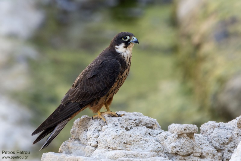 A (light morph) male Eleonora's Falcon (Falco eleonorae) is sitting and resting on a rock at Antikythira island, Greece