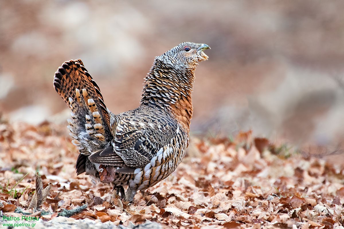 A female Western Capercaillie (Tetrao urogallus) is walking at Stamna forest, Rodopi national park, Macedonia, Greece