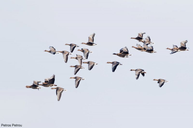 A flock of Lesser White-fronted Goose (Anser erythropus) is flying over the Evros river estuaries, Greece