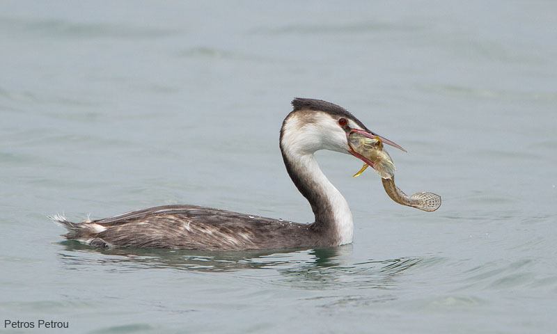 great_crested_grebe_with_fish_2012-12_gallikos-river