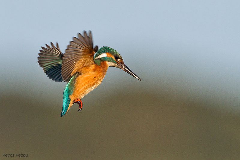kingfisher_2011-12_kalamas