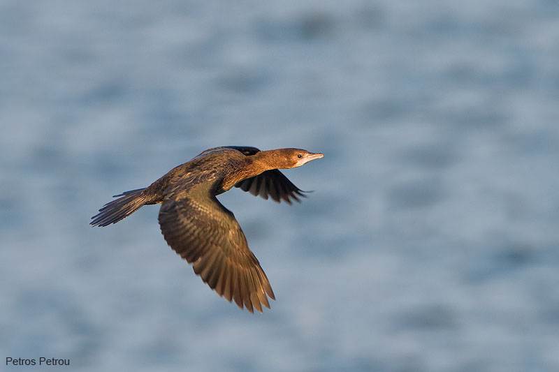 pygmy-cormorant_2012-01_kerkini
