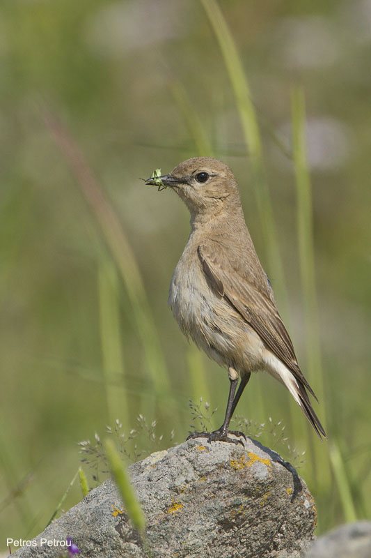 isabelline-wheatear-with-prey_lesvos_2011-05