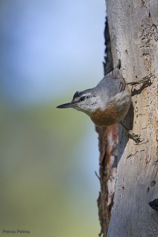 krupers-nuthatch_lesvos_2011-05