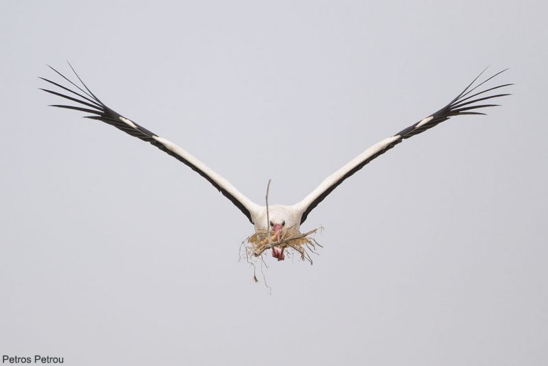 white-stork_2014-05_lake-karla