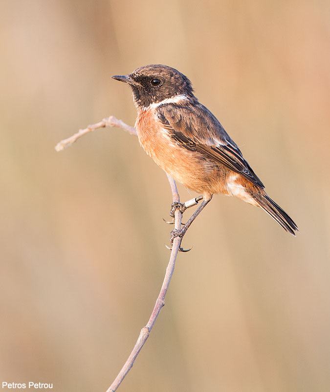 a_ringed_female_stonechat_sitting_on_a_twig_2013-08_schinias