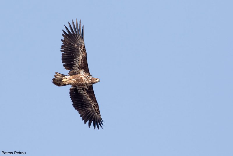 An immature White-tailed Eagle (Haliaeetus albicilla) is flying over Evros river estuaries, Thrace, Greece