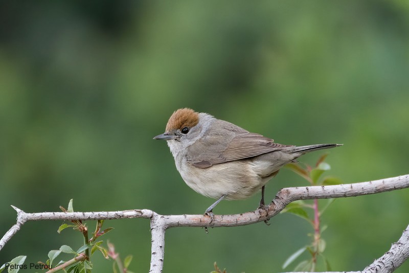 A female Blackcap (Sylvia atricapilla) is sitting on a tree branch at Nafplio, Greece