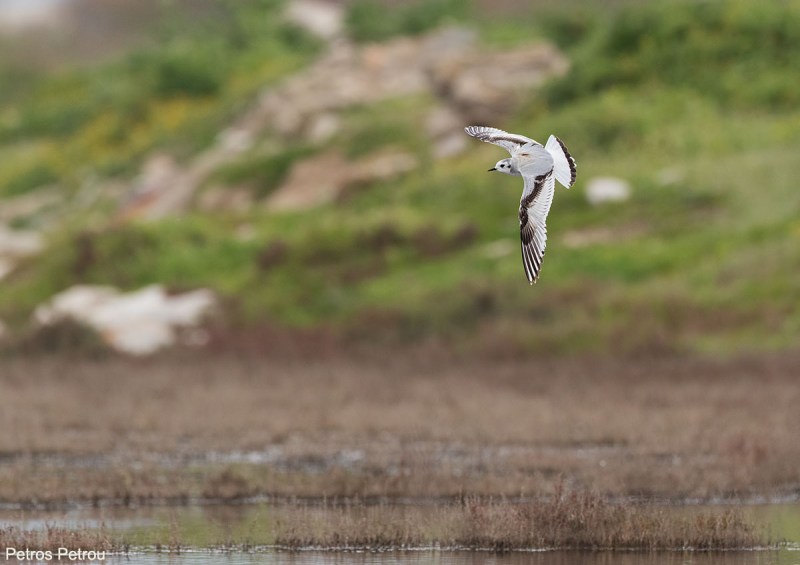 A Little Gull (Hydrocoloeus minutus) is flying over Nea Kios wetland, Greece