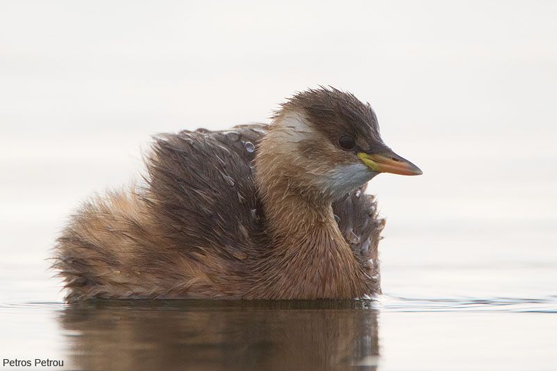 A Little Grebe swimming inside the Olympic rowing center of Athens located just beside the Schinias wetland.
