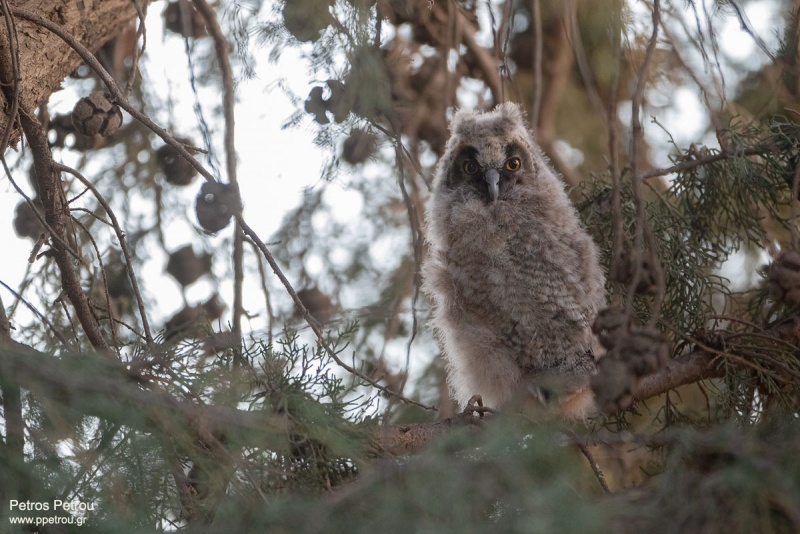 Long-eared_Owl_young_2021_Spata
