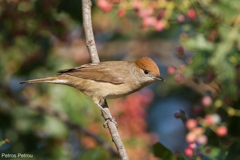 A female Blackcap (Sylvia atricapilla) is sitting on a tree branch at Spata, Athens, Greece