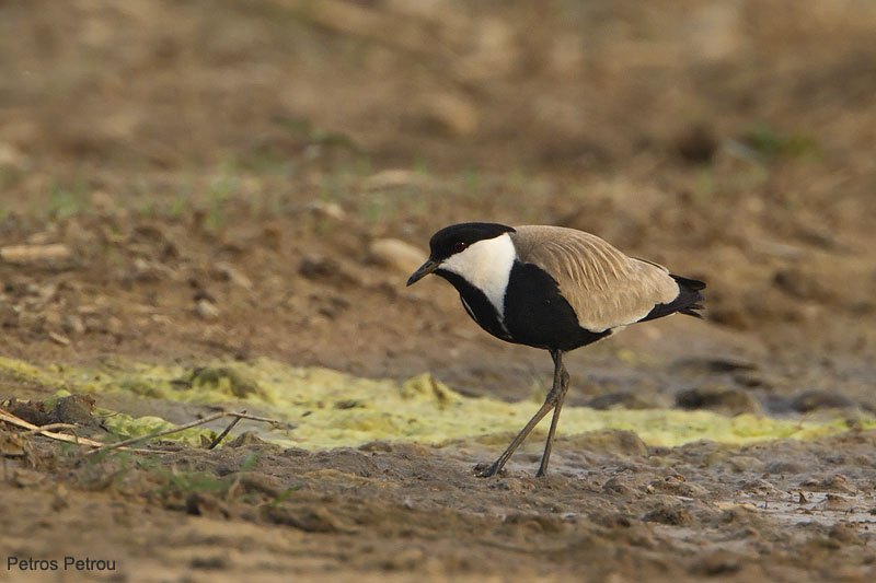 spur-winged_plover_2011-06_loutros