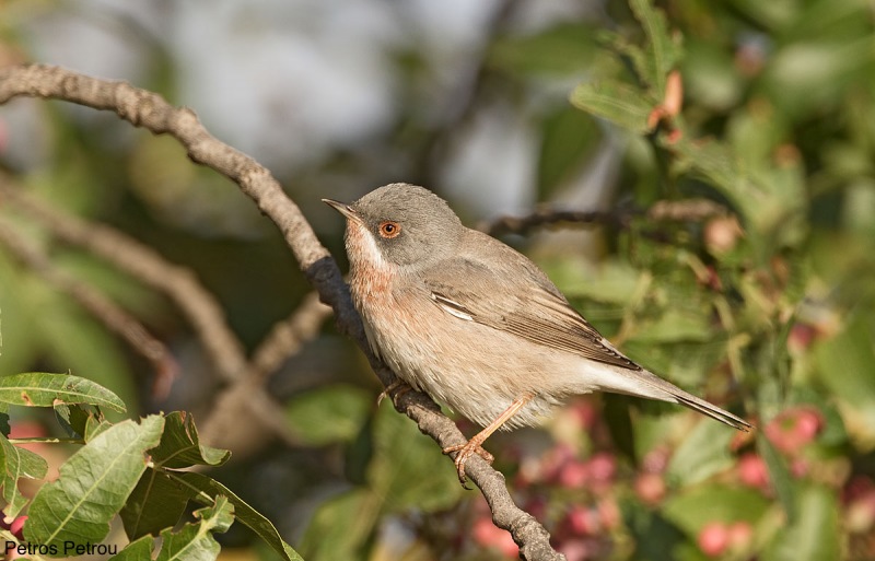 A male Subalpine Warbler (Sylvia cantillans) is sitting on a tree branch at Spata, Athens, Greece